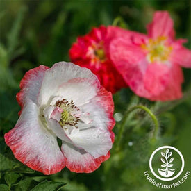 poppy-shirley-double-mixture-flower-seed