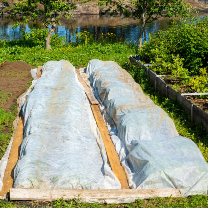 protective frost cloth covering plants