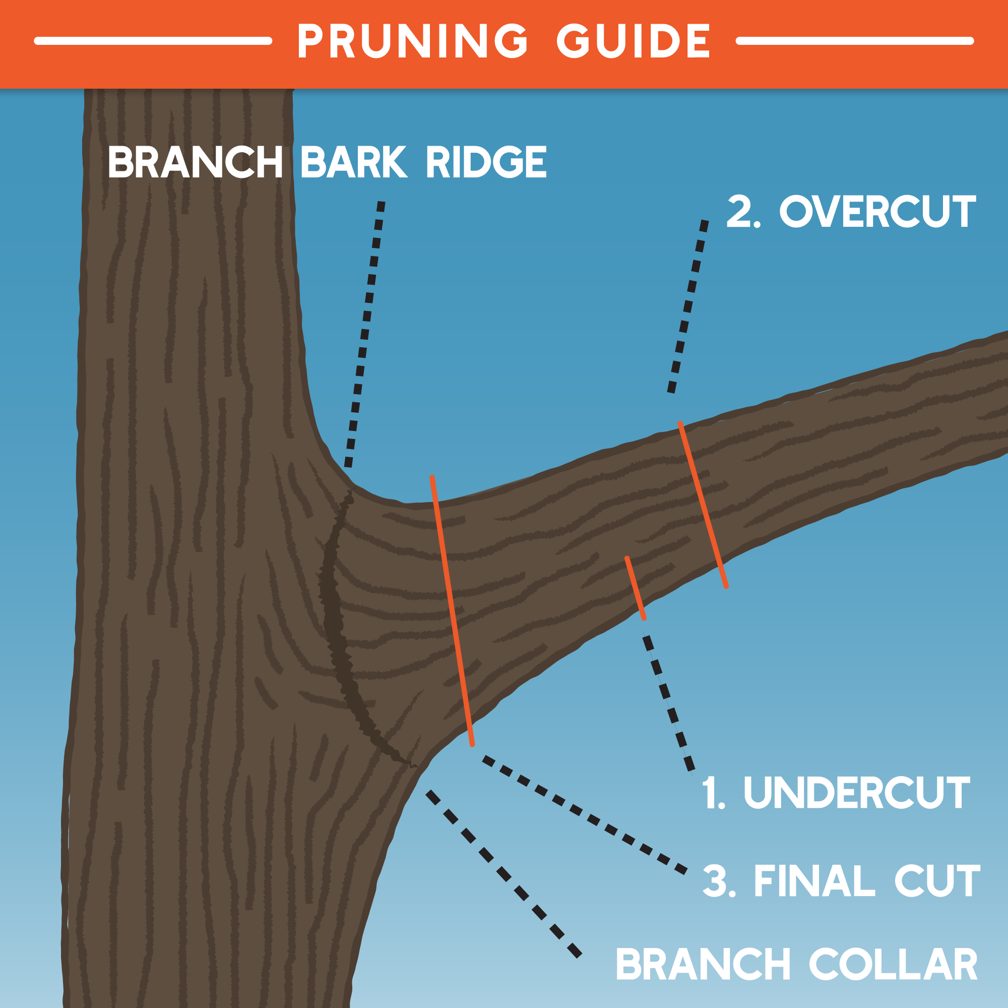 True Leaf Market Tree Pruning Diagram