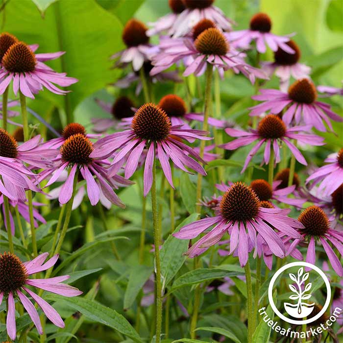 purple coneflower