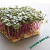 radish-hong-vit-seeds