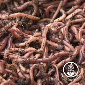 red-worms-for-composting