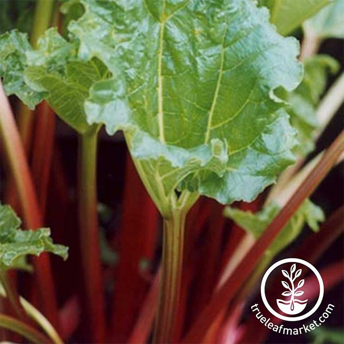 Partial Shade Rhubarb