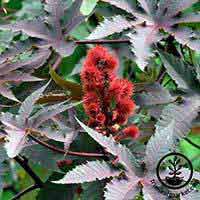 Ricinus - Castor Bean