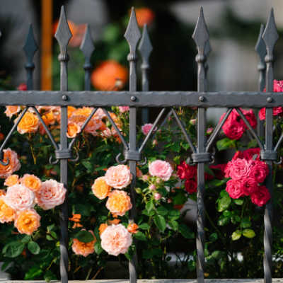 roses on fence