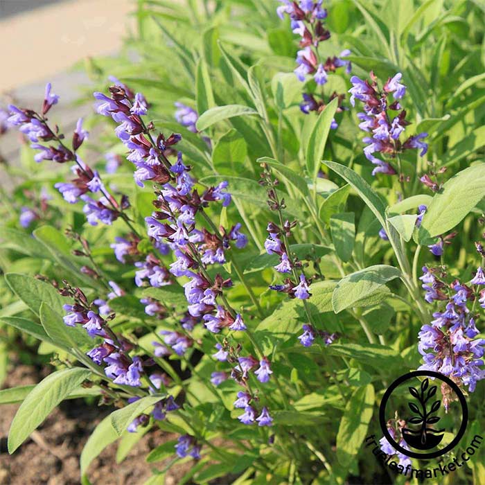 Broadleaf Sage seeds