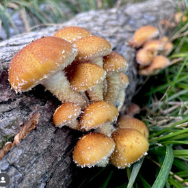 Mushrooms Growing On Log