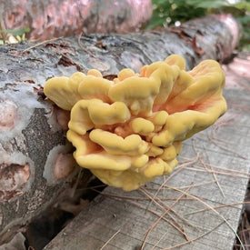 Chicken of the Woods Mushrooms Growing On Log