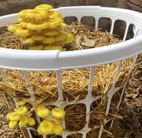 Golden Oyster Mushrooms Growing In Sawdust