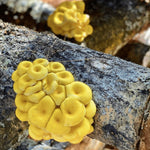 Golden Oyster Mushrooms Growing On Log