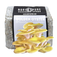 Golden Oyster Mushroom Sawdust Spawn (Organic)