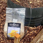 Golden Oyster Mushroom Sawdust Spawn In Use