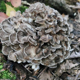 Hen Of The Woods Maitake Mushrooms 