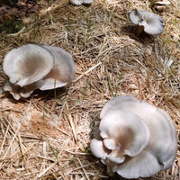 Mushrooms Growing In Straw