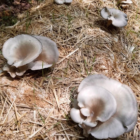Mushrooms Growing In Straw