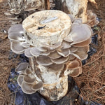 Mushrooms growing on log