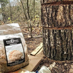 Organic Lion's Mane Mushroom Sawdust Spawn Next To Tree Stump
