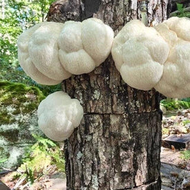 Lion's Mane Mushroom Growing On Log