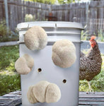 Lion's mane mushroom growing in bucket