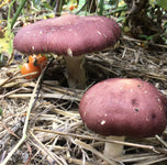 Organic Wine Cap Mushroom Growing