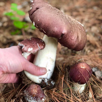 Wine cap Mushrooms Being Harvested