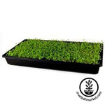 Arugula Microgreens Seeds Tray