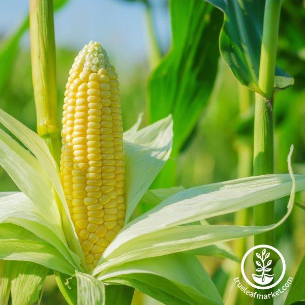 sweet abundance corn