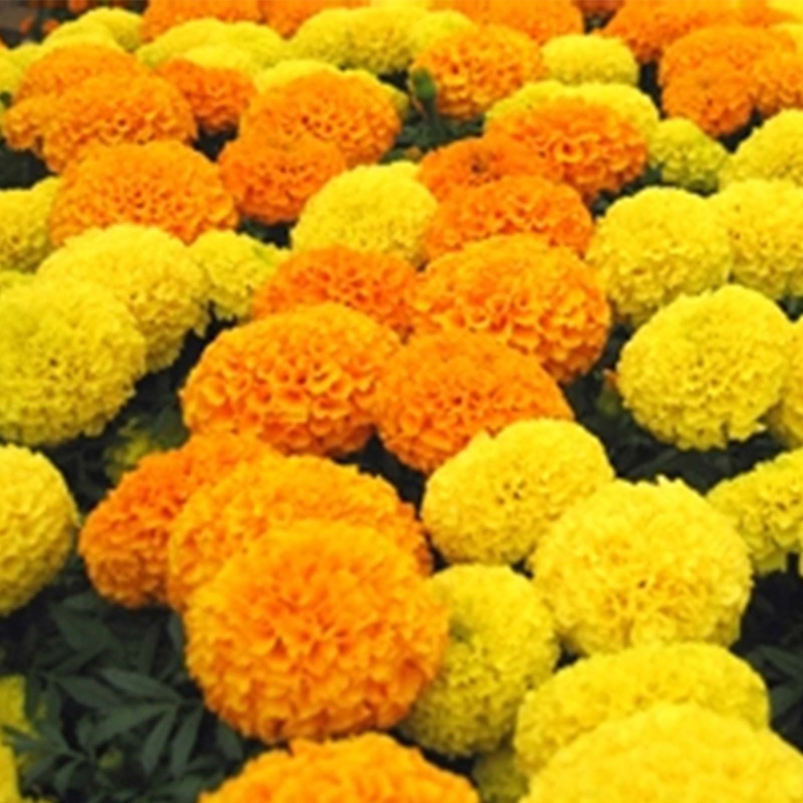 discovery series african marigold