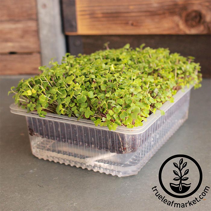 self-watering microgreens