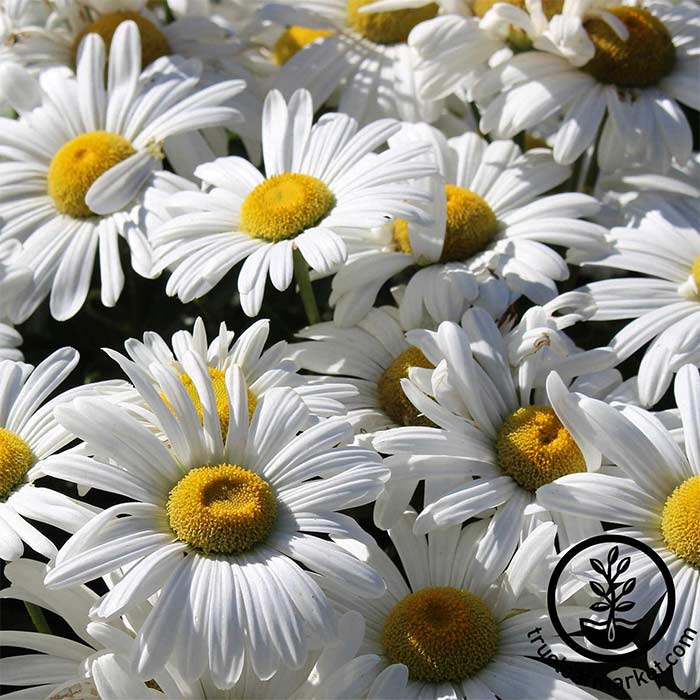 Shasta Daisy