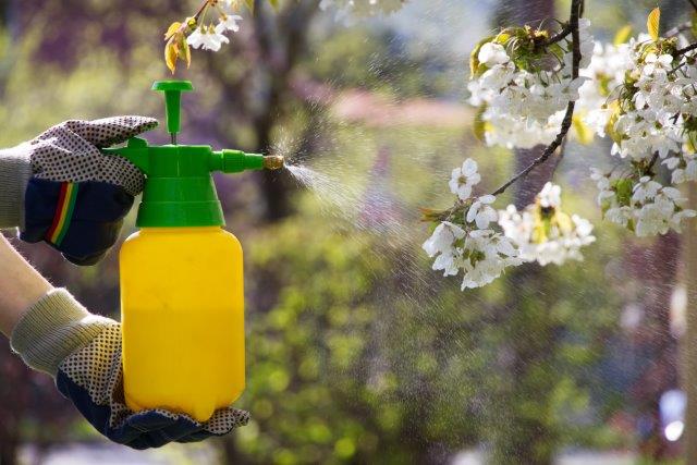 How to Get Rid of Leaf Miners