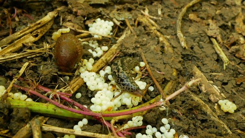 Slug Eggs