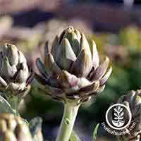 Guisante Seis semanas - 1 kg - 4000 semillas - Pisum sativum – Garden  Seeds Market
