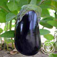 Eggplant