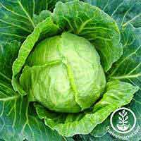 Cabbage