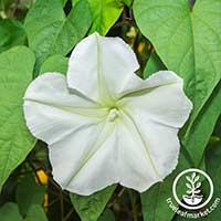 moonflower