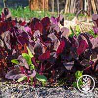 Orach