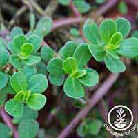 Purslane