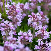 creeping thyme