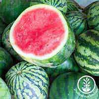 Watermelon