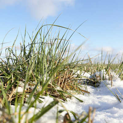 snow covered grass