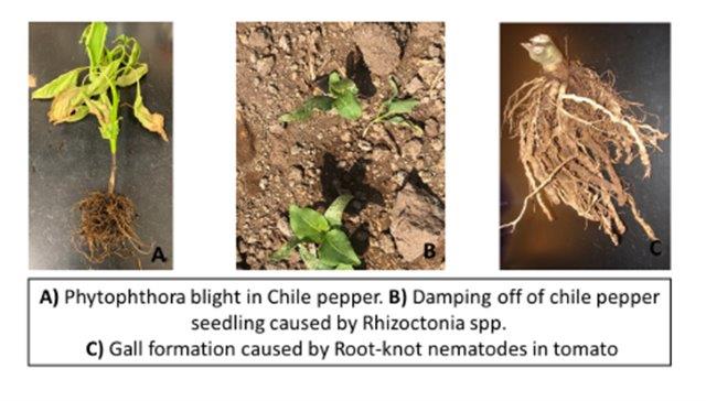 Soil pathogens effect on plants