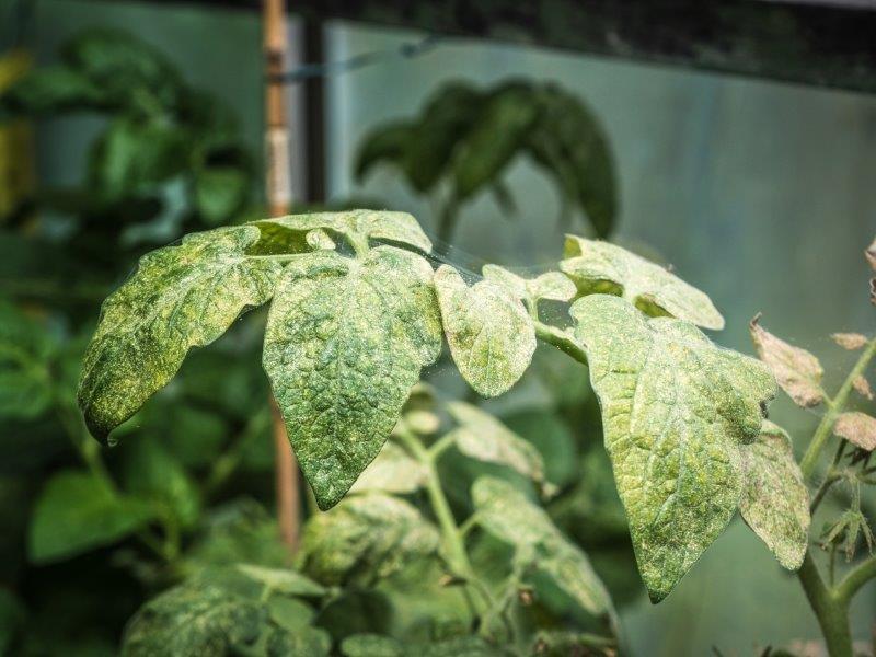 Spider Mites Damage