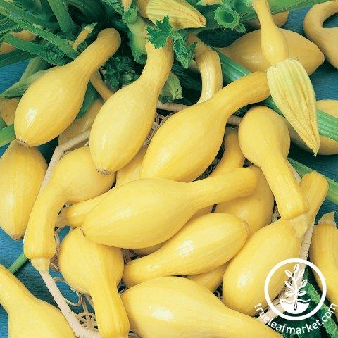 Yellow Squash