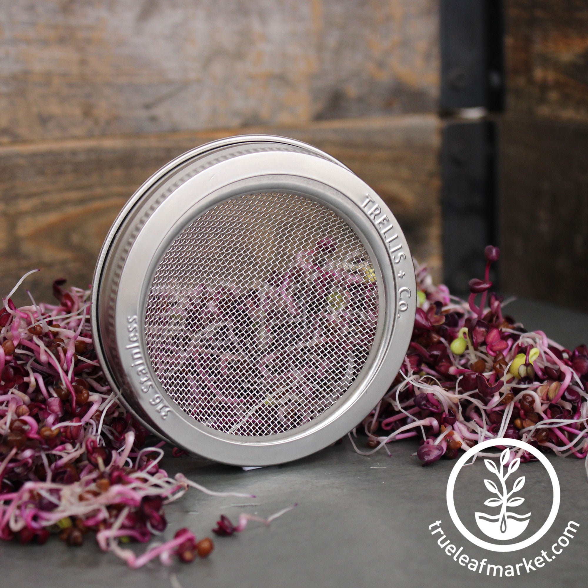 Trellis Stainless Steel Sprouting Lid