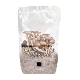 'ShroomTek' All-in-One Mushroom Grow Bag