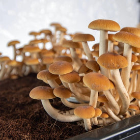 Mushrooms Growing In Substrate