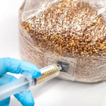 Injecting Mushroom Spores Using Injection Port on Grain Bag
