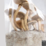 Up Close Growing Mushrooms