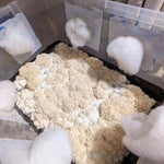 ‘Wood Lovr’ Organic Hardwood-Based Sterile Mushroom Substrate Growing